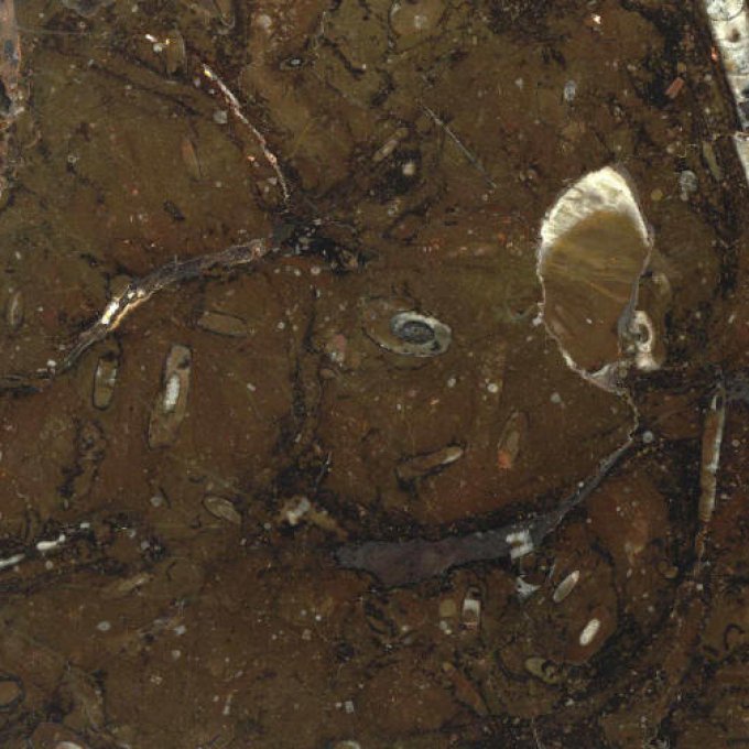 Naturstein Marmor Fliesen Treppen Arbeitsplatten Fossil Brown